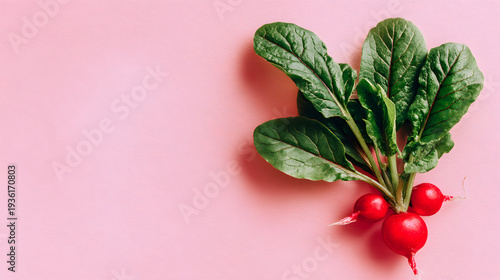 Fresh Radishes with Green Leaves on Pink Background.