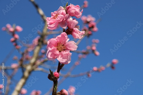 陽ざしを浴びて咲く桃の花　春の風景