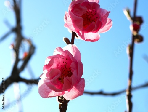 春に咲く桃の花　