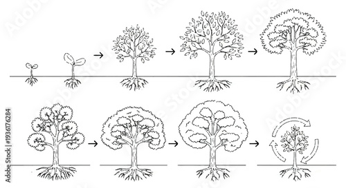 Stages of tree growth and pruning development in sequential line