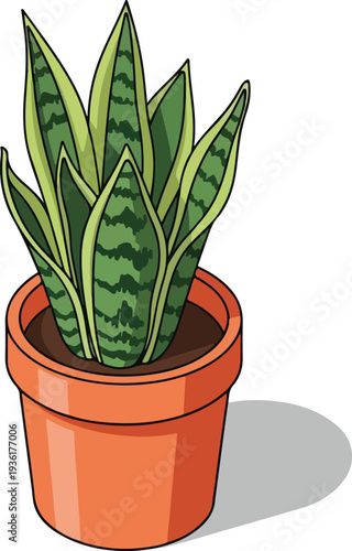 Snake Plant in Terracotta Pot Standing Upright.