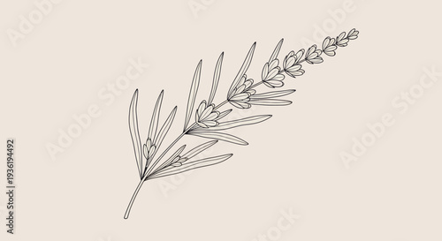Elegant Hand-Drawn Lavender Sprig Botanical Illustration.