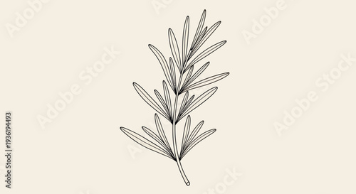 Elegant Hand-Drawn Rosemary Sprig Botanical Illustration.