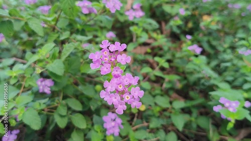 Wallpaper Mural Beautiful purple lantana montevidensis flowers blooming in a lush green garden. Trailing lantana or weeping lantana blossoms in a natural outdoor setting for botanical background. Torontodigital.ca