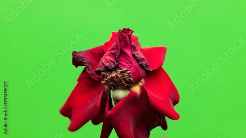 Beautiful red rose blooming and wilting against a vibrant green screen