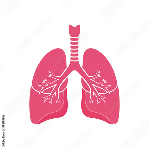 Illustration of Human Lungs with Bronchial Tree
