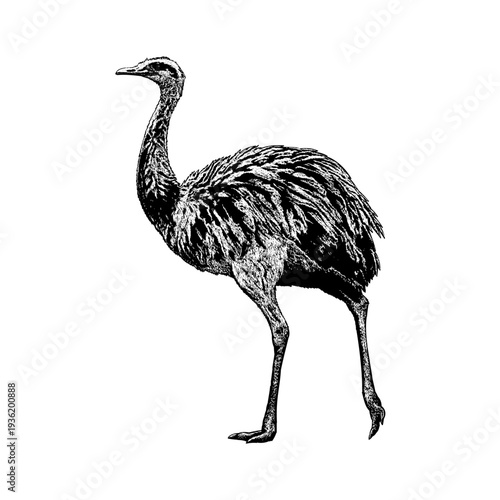 Hand-drawn vector illustration of a rhea, a large South American flightless bird, rendered in vintage engraving style with intricate feather textures.