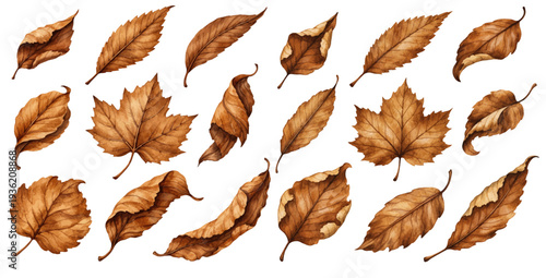 A charming watercolor collection of dried brown autumn leaves in various shapes for fall seasonal design and botanical illustrations.
