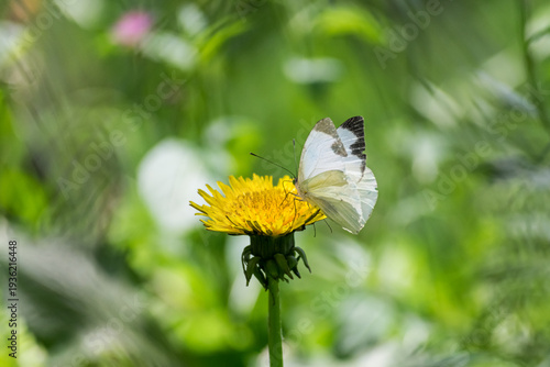 Mariposa blanca