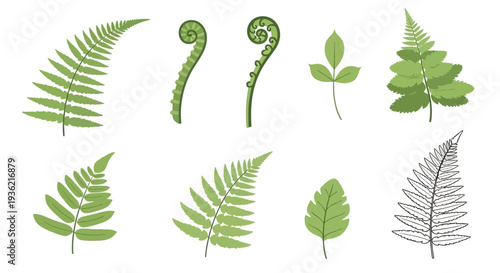 Set of various green fern leaves, fiddleheads, and botanical fronds in a flat illustration style isolated on white background for nature design and graphics.