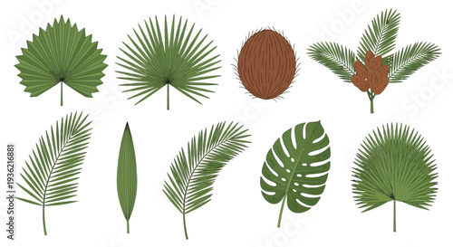Botanical illustration set featuring various green palm fronds, fan leaves, monstera deliciosa, brown coconut, and ripe dates on a branch for summer designs.