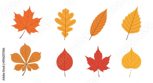 Set of diverse autumn leaves in various shapes and colors like red, orange, and yellow, including maple, oak, and birch. Isolated on a clean white background.
