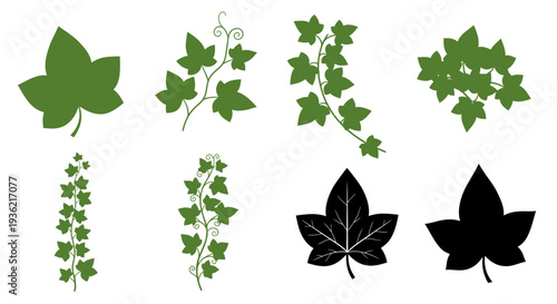 Green Ivy Leaves and Vines Vector Illustration Set with Various Foliage Designs, Black Silhouettes, and Botanical Clipart Isolated on a Clean White Background.