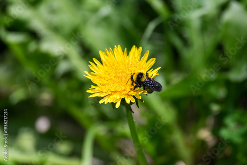 ABEJA