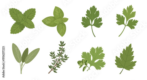 Fresh Culinary Herbs Collection Illustration Featuring Mint Basil Parsley Sage Thyme and Cilantro Isolated on White Background for Cooking and Food Design Work.