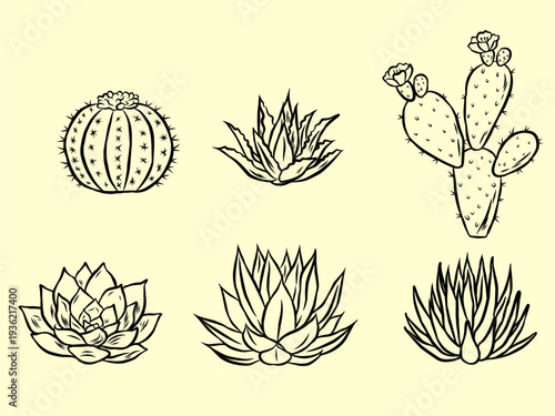 Hand drawn cactus and succulent line art set, desert plants vector illustration collection