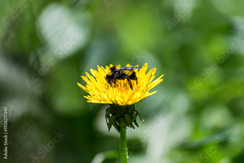 ABEJA