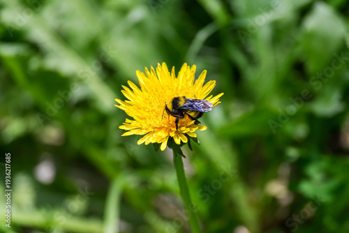 ABEJA