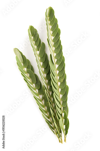 Branches of acacia tree on ...