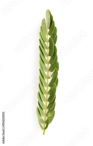 Branch of acacia tree on wh...