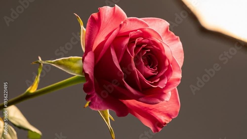 Single pink rose bloom in studio light, romantic floral closeup for love message and greeting card, elegant mood for Valentines Day wedding and anniversary