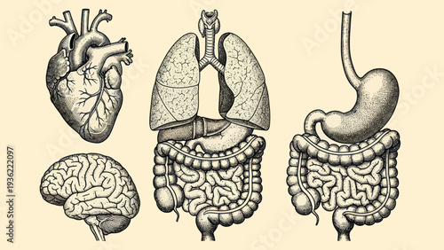 Vintage illustration of human organs including heart lungs brain stomach and intestines.