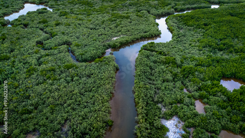 Ecosistema de manglares en la costa de Yucatán