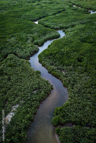 Río entre el manglares. Yucatán, México.