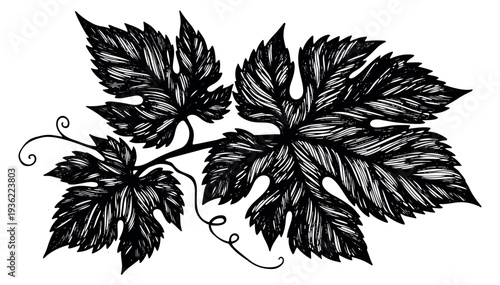 Vintage grape leaf set with detailed veins black and white line art