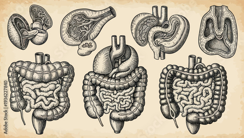 Vintage Anatomical Illustrations of Human Digestive Organs and Systems.