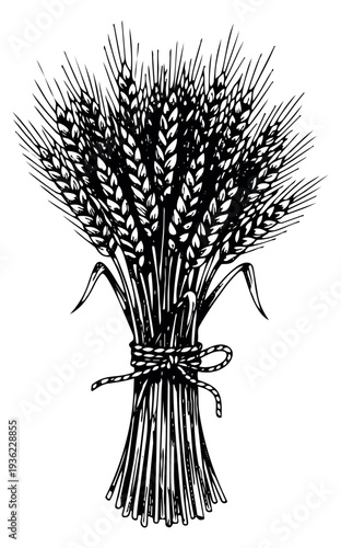 Vintage wheat sheaf illustration hand drawn outline illustration