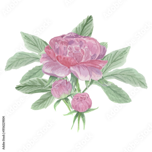 watercolor painting of peonies