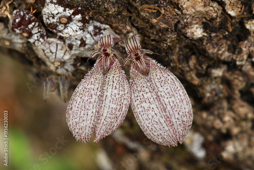 Bulbophyllum polliculosum, a mini-miniature sized epiphyte with white, flattened discoid, rugose pseudobulbs carrying deciduous leaves that blooms in the spring.  THAILAND 