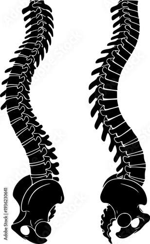 Two identical black silhouettes of a human spine viewed from the side silhouette
