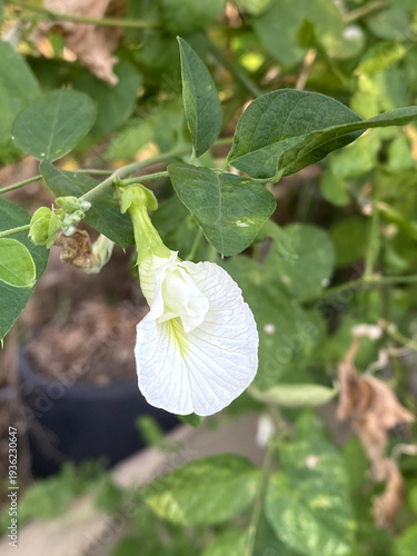 beautiful white Ivy gourd flower in the garden