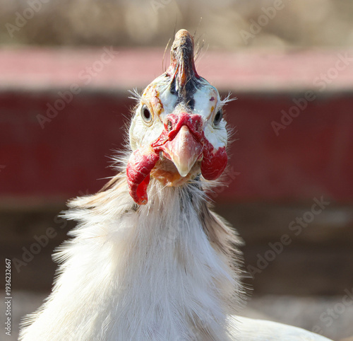 Here is a face down on the farm that one cannot resist. A fine specimen of a domestic guinea fowl, alert and ready to sound the alarm if danger presents itself, real or imagined.