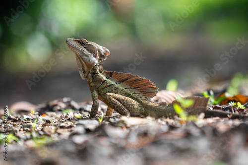 Foto Close-up of majestic brown basilisk lizard (Basiliscus vittatus) basking in the