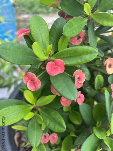 Crown of Thorns flower in nature garden
