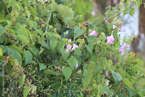 Beautiful pinkish-purple morning glory flowers blooming among lush green climbing plants and wild berries. Natural botanical background featuring tropical garden flora in bright daylight.