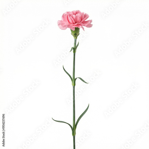Pink carnation flower on green stem isolated on white background. Vertical floral studio shot for Mother's Day