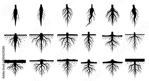 Different Types of Plant Roots in Soil Cross Section