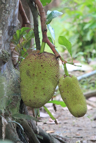 Close-up of two young green jackfruits (Artocarpus heterophyllus) hanging from a tree trunk in a tropical garden. Perfect for botanical research, vegan food blogs, agricultural marketing, and exotic f