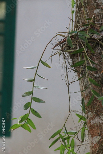 An epiphytic orchid plant or creeper with long slender leaves hanging from a textured tree trunk. Capturing the symbiotic relationship in a tropical rainforest ecosystem, perfect for nature conservati