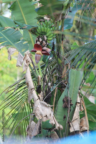 Close-up of a tropical banana tree blossom (banana heart) with a bunch of young green bananas growing in a lush garden. Authentic agricultural scene representing organic farming, tropical flora, and s