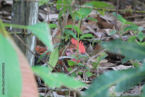 Close-up of a free-range chicken hidden behind green leaves in a rural backyard. Concept of organic farming, poultry livestock, and natural animal behavior in a tropical farm environment. Focus on the