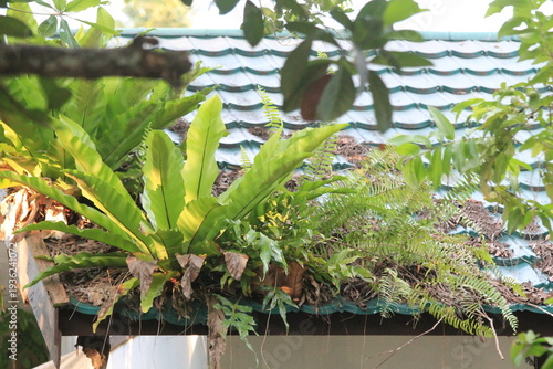 Vibrant green bird's nest ferns and wild foliage growing naturally on a blue tiled rooftop. Beautiful example of urban nature, tropical architecture, and plant life reclaiming man-made structures. Per