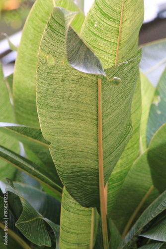 Macro shot of a variegated Cigar Flower leaf (Calathea lutea) showing intricate linear patterns and vibrant green textures. Elegant botanical background for interior design, nature-themed branding, an
