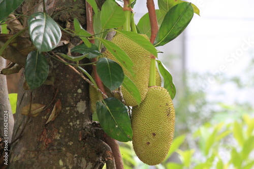 Young green jackfruits (Artocarpus heterophyllus) hanging from a tree trunk in a tropical orchard. Showcasing the unique bumpy texture of the fruit. Ideal for agricultural content, exotic fruit market