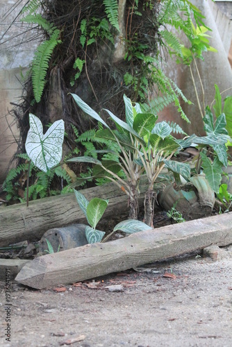A variety of tropical ornamental plants including Aglaonema and Caladium growing in a rustic backyard garden. Featuring natural wooden elements and ferns. Perfect for home gardening, landscaping inspi