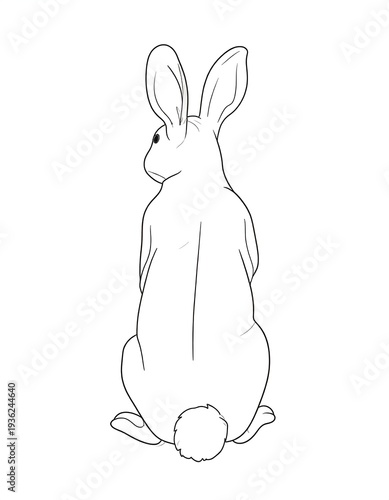 Line drawing of a rabbit from the rear view, its body facing slightly to the side, ears upright. Features a fluffy tail